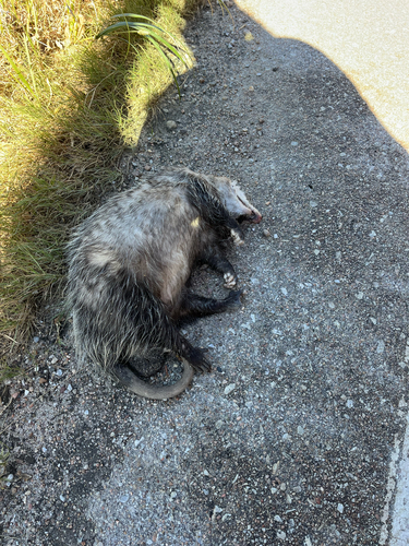 Virginia Opossum observed by sirwisc