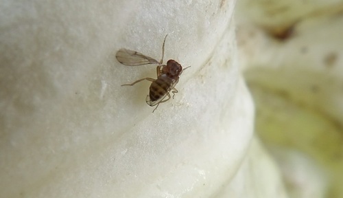 Drosophila immigrans observed 2026-10-16
