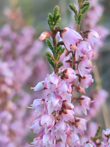 common heather