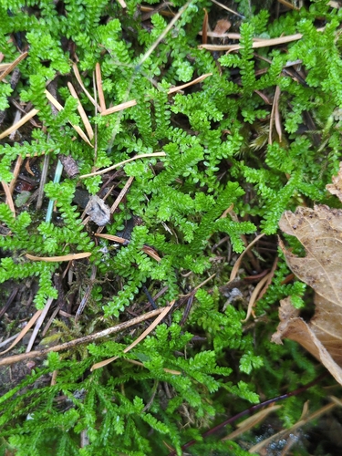 Selaginella douglasii observed 2026-10-17