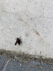 Clitellaria ephippium