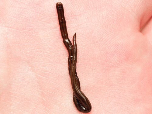 Dolichoplana striata observed 2026-10-16