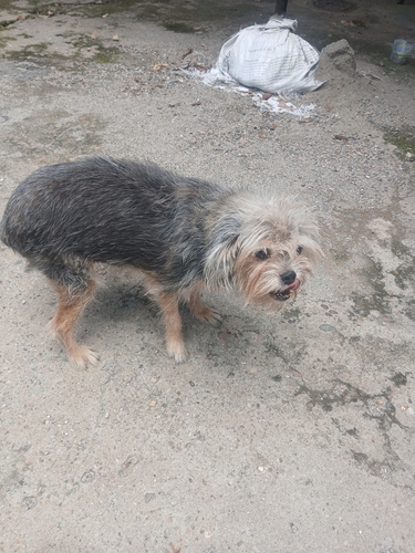 Perro Doméstico observed by nicolas-uriza