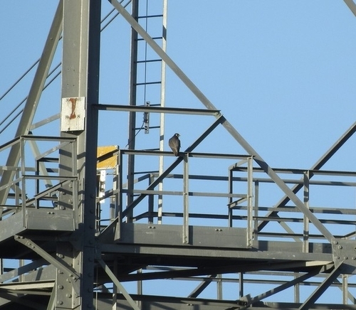 Peregrine Falcon observed by dionvb