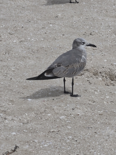 Laughing Gull observed by curt45885
