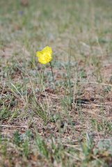 Papaver nudicaule