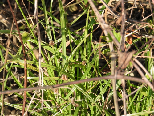 Cyperus brevifolius observed 2026-10-17