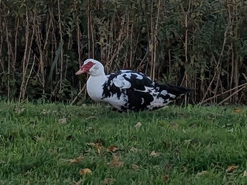 Muscovy Duck