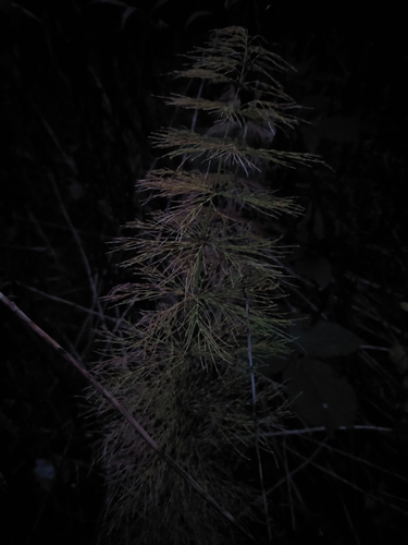 wood horsetail