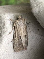 Lithophane patefacta