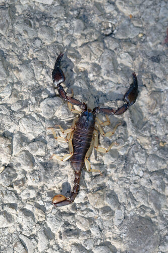 Euscorpius niciensis