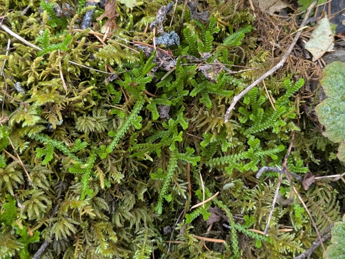 Selaginella douglasii observed 2026-10-17