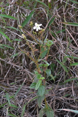 Chaetogastra ciliaris