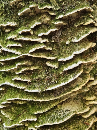 Oxyporus populinus, 2026-10-17