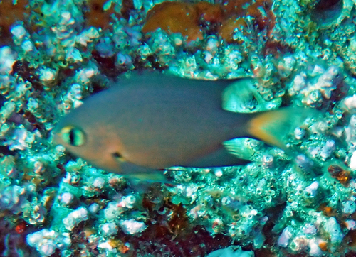 Chromis atripes observed 2026-10-16