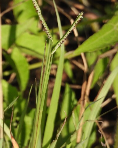 Paspalum scrobiculatum observed 2026-10-17