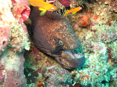 Gymnothorax breedeni