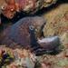 Masked Moray - Photo (c) CORDENOS Thierry, some rights reserved (CC BY-NC), uploaded by CORDENOS Thierry