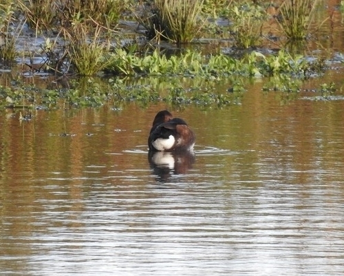 Ferruginous Duck