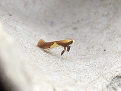 Caloptilia bimaculatella