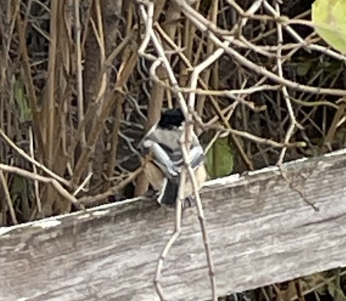 Black-capped Chickadee
