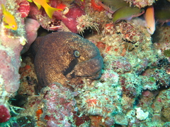 Gymnothorax breedeni
