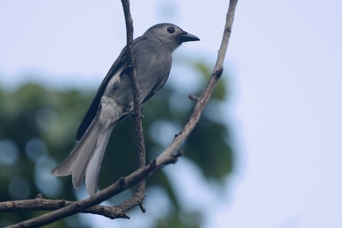 Ashy Drongo (White-lored)