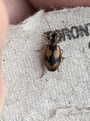 Lebia fuscata