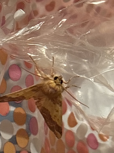 Barred Sallow