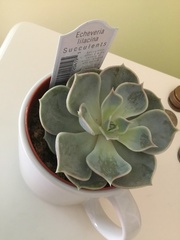 Echeveria lilacina