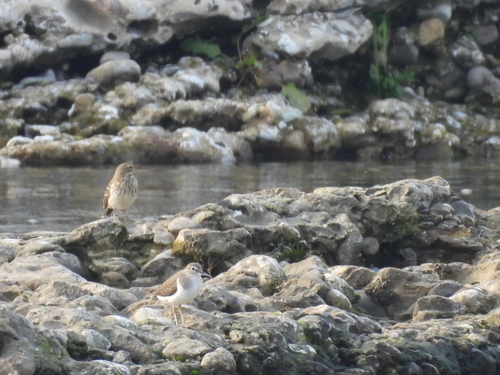 Common Sandpiper