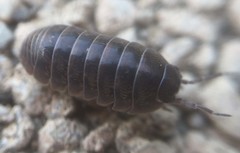 Armadillidium nasatum