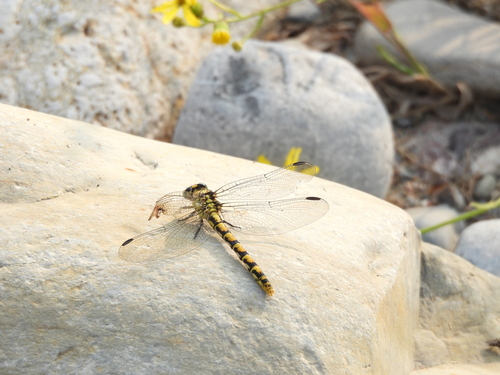 Small Pincertail