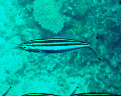 Pterocaesio observed 2026-10-16