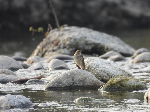 Water Pipit