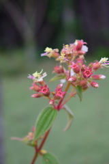 Chaetogastra ciliaris