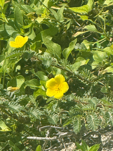 Tribulus cistoides observed 2026-10-17