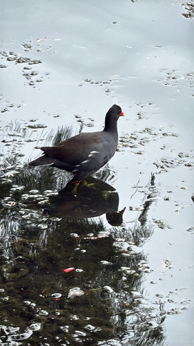 Common Gallinule observed by imiguelez05