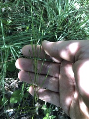Arabis georgiana