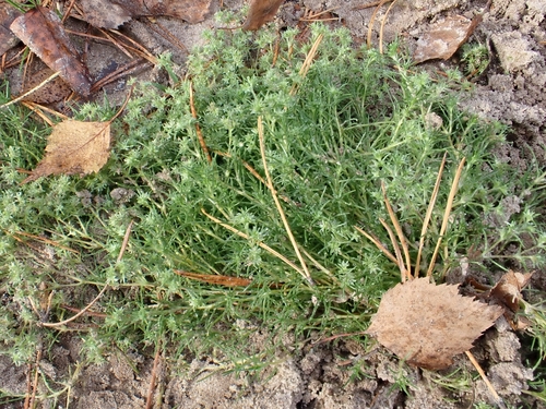 Scleranthus observed 2026-10-17