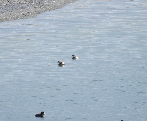 Little Grebe