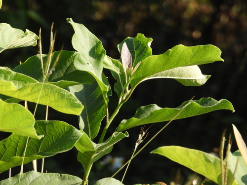 Ehretia acuminata observed 2026-10-17