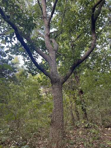 Sawtooth oak