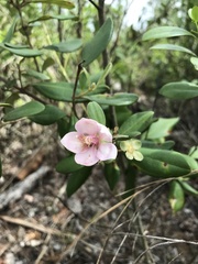 Rhodomyrtus tomentosa image