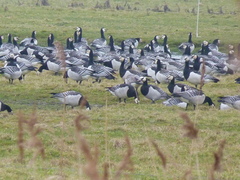 Branta leucopsis