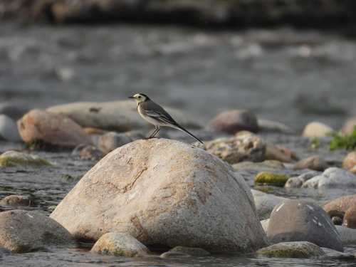 White Wagtail