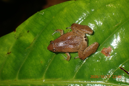 Microhyla heymonsi observed 2026-10-17