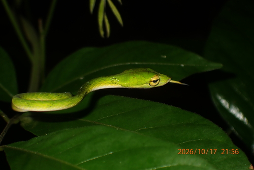 Ahaetulla mycterizans, 2026-10-17