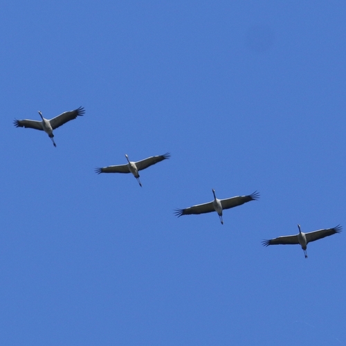 Common Crane