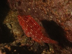 Pteragogus enneacanthus